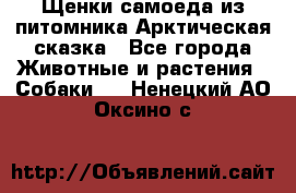 Щенки самоеда из питомника Арктическая сказка - Все города Животные и растения » Собаки   . Ненецкий АО,Оксино с.